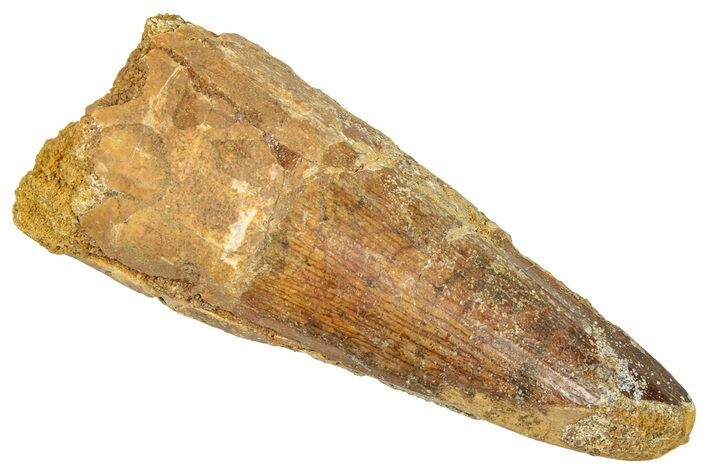 Fossil Spinosaurus Tooth - Real Dinosaur Tooth #357836